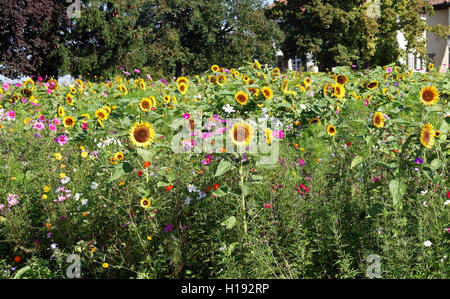 Massa di coloratissimi fiori selvatici in un prato in Germania Foto Stock
