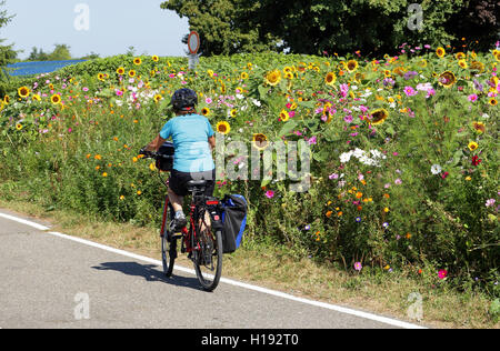 Signora pedalando attraverso un campo di coloratissimi fiori di campo estivo su un tedesco cyclway Foto Stock