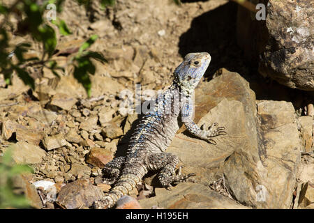 Drago della foresta in tropico di India. Foto macro rettili poco, Andaman Sea. Lizard Foto Stock