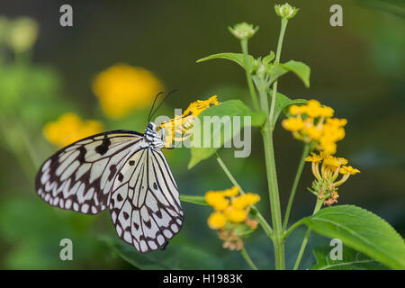 Idea leuconoe, conosciuto anche come carta aquilone Butterfly Foto Stock