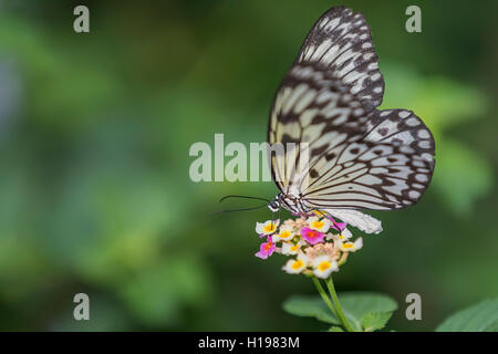 Idea leuconoe, conosciuto anche come carta aquilone Butterfly Foto Stock