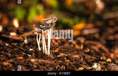 Sole brillante su blooming, delicato, Mica il cappuccio (Coprinus micaceus) funghi nei pressi di un salice in un curato giardino, fine somma Foto Stock