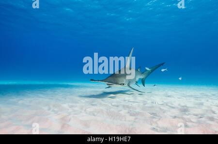 Squalo martello, Sphyrna mokarran, presso Bimini, Bahamas nel Mar dei Caraibi. Foto Stock