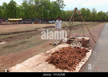 Venditore a vendere il tamarindo, mercato tribale, dhurwa tribù, pandripani village, chattisgadh, India Foto Stock