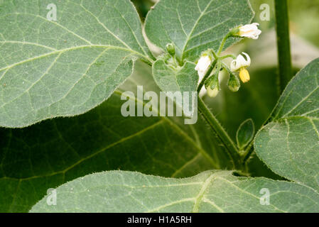 Atropa belladonna pianta con (Belladonna) Fiori e frutti immaturi sul altamente velenosi infestante. Foto Stock