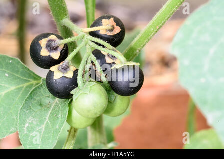Belladonna pianta con (Belladonna) con un grappolo di bacche acerbe sul altamente velenosi infestante. Foto Stock