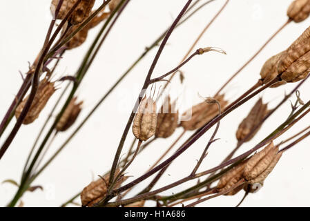 Essiccati sementi delphinium cialde insieme contro una pietra bianca di sfondo a parete Foto Stock
