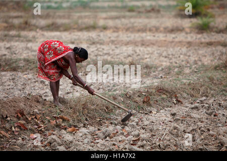 Donna tribale che lavorano in campo, muria tribù, chorangi village, chattisgarh, India Foto Stock