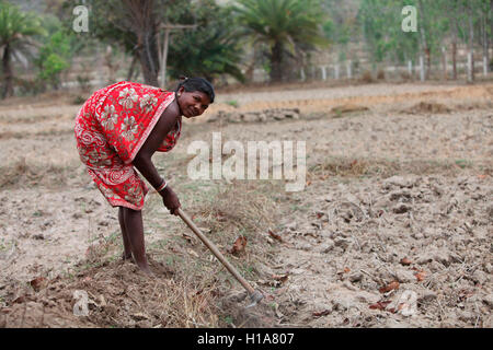 Donna tribale che lavorano in campo, muria tribù, chorangi village, chattisgarh, India Foto Stock