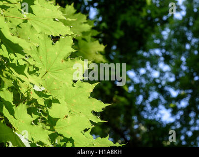 Luce del sole di mattina filtra attraverso le foglie di un grande albero verde scuro con copyspace area per il giardinaggio in base design. Foto Stock