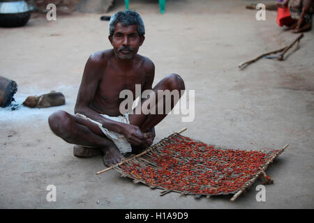 Uomo tribale essiccamento dei pomodori, tribù muria, erdku village, chattisgarh, India Foto Stock