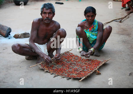 Tribal giovane essiccamento dei pomodori, tribù muria, erdku village, chattisgarh, India Foto Stock