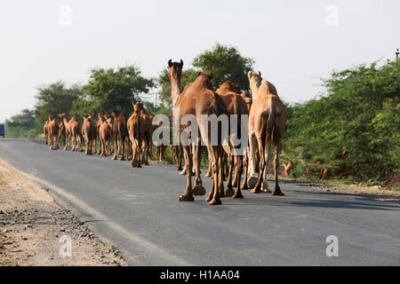Allevamento di cammelli, kutch, Gujarat, India Foto Stock