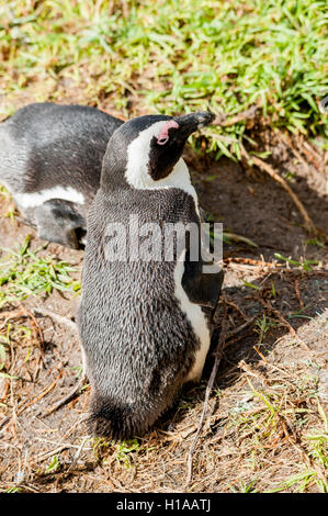 Due pinguini dai piedi neri che si comportano su terreni erbosi, in Sudafrica. Natura selvaggia e interazioni naturali, scatto verticale, destinazione di viaggio Foto Stock