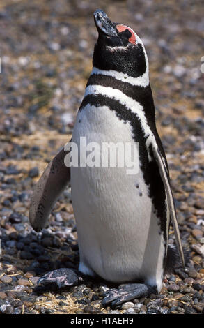 Chubut, Argentina. 4 febbraio, 2003. Un Magellanic penguin (Spheniscus magellanicus) a Punta Tombo riserva nazionale. In Argentina del Central Coast, a sud di Trelew Chubut in provincia, è noto per la sua vasta colonia di pinguini di nesting e è una popolare attrazione turistica. Il suo progetto scientifico protegge l'ecosistema e la ricerca sulle specie di Magellanic. © Arnold Drapkin/ZUMA filo/Alamy Live News Foto Stock