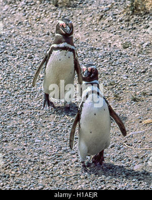 Chubut, Argentina. 4 febbraio, 2003. Una coppia di i pinguini di Magellano (Spheniscus magellanicus) a Punta Tombo riserva nazionale. In Argentina del Central Coast, a sud di Trelew Chubut in provincia, è noto per la sua vasta colonia di pinguini di nesting e è una popolare attrazione turistica. Il suo progetto scientifico protegge l'ecosistema e la ricerca sulle specie di Magellanic. © Arnold Drapkin/ZUMA filo/Alamy Live News Foto Stock