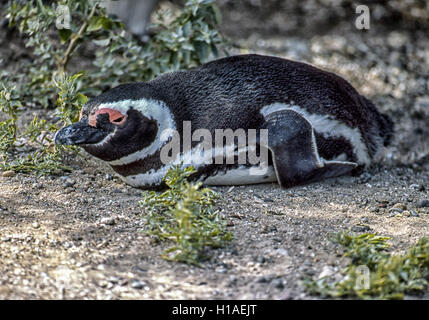 Chubut, Argentina. 4 febbraio, 2003. Un Magellanic penguin (Spheniscus magellanicus) sulla sua nidificazione burrow a Punta Tombo riserva nazionale. In Argentina del Central Coast, a sud di Trelew Chubut in provincia, è noto per la sua vasta colonia di pinguini di nesting e è una popolare attrazione turistica. Il suo progetto scientifico protegge l'ecosistema e la ricerca sulle specie di Magellanic. © Arnold Drapkin/ZUMA filo/Alamy Live News Foto Stock