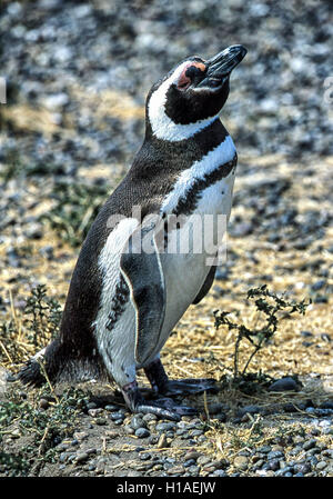 Chubut, Argentina. 4 febbraio, 2003. Un Magellanic penguin (Spheniscus magellanicus) a Punta Tombo riserva nazionale. In Argentina del Central Coast, a sud di Trelew Chubut in provincia, è noto per la sua vasta colonia di pinguini di nesting e è una popolare attrazione turistica. Il suo progetto scientifico protegge l'ecosistema e la ricerca sulle specie di Magellanic. © Arnold Drapkin/ZUMA filo/Alamy Live News Foto Stock