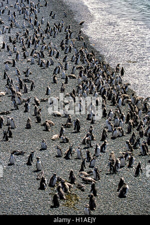 Chubut, Argentina. 4 febbraio, 2003. Parte della numerosa colonia di i pinguini di Magellano (Spheniscus magellanicus) in corrispondenza del bordo dell'Oceano Atlantico a Punta Tombo riserva nazionale. In Argentina del Central Coast, a sud di Trelew Chubut in provincia, è noto per la sua vasta colonia di pinguini di nesting e è una popolare attrazione turistica. Il suo progetto scientifico protegge l'ecosistema e la ricerca sulle specie di Magellanic. © Arnold Drapkin/ZUMA filo/Alamy Live News Foto Stock