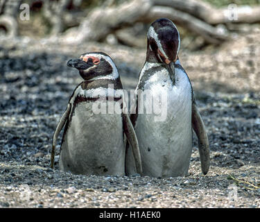 Chubut, Argentina. 4 febbraio, 2003. Una coppia di i pinguini di Magellano (Spheniscus magellanicus) a Punta Tombo riserva nazionale. In Argentina del Central Coast, a sud di Trelew Chubut in provincia, è noto per la sua vasta colonia di pinguini di nesting e è una popolare attrazione turistica. Il suo progetto scientifico protegge l'ecosistema e la ricerca sulle specie di Magellanic. © Arnold Drapkin/ZUMA filo/Alamy Live News Foto Stock