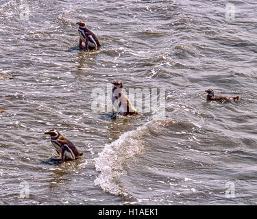 Chubut, Argentina. 4 febbraio, 2003. Un quartetto di i pinguini di Magellano (Spheniscus magellanicus) inserire l'Oceano Atlantico a Punta Tombo riserva nazionale. In Argentina del Central Coast, a sud di Trelew Chubut in provincia, è noto per la sua vasta colonia di pinguini di nesting e è una popolare attrazione turistica. Il suo progetto scientifico protegge l'ecosistema e la ricerca sulle specie di Magellanic. © Arnold Drapkin/ZUMA filo/Alamy Live News Foto Stock