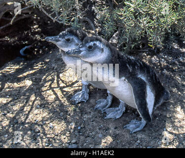 Chubut, Argentina. 4 febbraio, 2003. Una coppia di giovani i pinguini di Magellano (Spheniscus magellanicus) a Punta Tombo riserva nazionale. In Argentina del Central Coast, a sud di Trelew Chubut in provincia, è noto per la sua vasta colonia di pinguini di nesting e è una popolare attrazione turistica. Il suo progetto scientifico protegge l'ecosistema e la ricerca sulle specie di Magellanic. © Arnold Drapkin/ZUMA filo/Alamy Live News Foto Stock