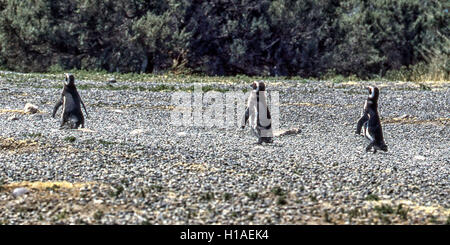 Chubut, Argentina. 4 febbraio, 2003. Un quartetto di i pinguini di Magellano (Spheniscus magellanicus) inserire l'Oceano Atlantico a Punta Tombo riserva nazionale. In Argentina del Central Coast, a sud di Trelew Chubut in provincia, è noto per la sua vasta colonia di pinguini di nesting e è una popolare attrazione turistica. Il suo progetto scientifico protegge l'ecosistema e la ricerca sulle specie di Magellanic. © Arnold Drapkin/ZUMA filo/Alamy Live News Foto Stock