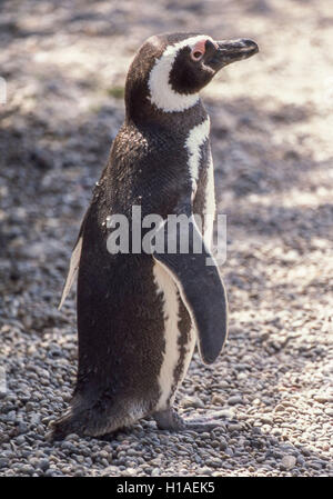 Chubut, Argentina. 4 febbraio, 2003. Un Magellanic penguin (Spheniscus magellanicus) a Punta Tombo riserva nazionale. In Argentina del Central Coast, a sud di Trelew Chubut in provincia, è noto per la sua vasta colonia di pinguini di nesting e è una popolare attrazione turistica. Il suo progetto scientifico protegge l'ecosistema e la ricerca sulle specie di Magellanic. © Arnold Drapkin/ZUMA filo/Alamy Live News Foto Stock