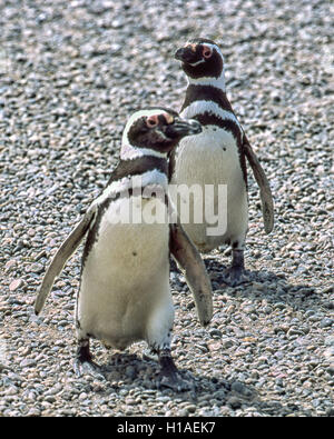 Chubut, Argentina. 4 febbraio, 2003. Una coppia di i pinguini di Magellano (Spheniscus magellanicus) a Punta Tombo riserva nazionale. In Argentina del Central Coast, a sud di Trelew Chubut in provincia, è noto per la sua vasta colonia di pinguini di nesting e è una popolare attrazione turistica. Il suo progetto scientifico protegge l'ecosistema e la ricerca sulle specie di Magellanic. © Arnold Drapkin/ZUMA filo/Alamy Live News Foto Stock