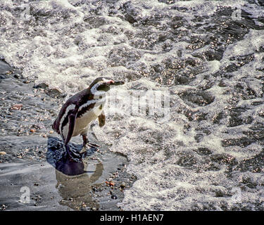 Chubut, Argentina. 4 febbraio, 2003. Un Magellanic penguin (Spheniscus magellanicus) in procinto di entrare nell'Oceano Atlantico a Punta Tombo riserva nazionale. In Argentina del Central Coast, a sud di Trelew Chubut in provincia, è noto per la sua vasta colonia di pinguini di nesting e è una popolare attrazione turistica. Il suo progetto scientifico protegge l'ecosistema e la ricerca sulle specie di Magellanic. © Arnold Drapkin/ZUMA filo/Alamy Live News Foto Stock