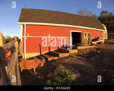 Merrick, New York, Stati Uniti d'America. Settembre 22, 2016. Nigeriano capre nane godere di primo giorno di autunno, l'equinozio autunnale, dai loro granaio rosso al tramonto, a Norman J. Prelievo Park e preservare, sulla riva sud di Long Island. Credito: Ann e Parry/Alamy Live News Foto Stock