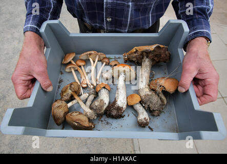 Rostock, Germania. 23 Sep, 2016. Diversi funghi giacente su un vassoio per la trentottesima membro Mostra del fungo presso la garrden botanico a Rostock, Germania, 23 settembre 2016. La tradizionale mostra tra il 24 e 25 settembre 2016 consente di visualizzare meno tipi di questo anno a causa della siccità. La prima Giornata europea dei funghi avviene anche il 24 settembre. Secondo gli organizzatori, le istituzioni in sei diversi paesi parteciperanno. Foto: BERND WUESTNECK/dpa/Alamy Live News Foto Stock