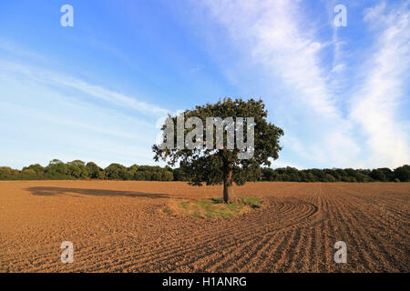 Chessington, Surrey, Regno Unito. 23 Sep, 2016. Appena arato e seminato campo di grano di inverno a Rushett agriturismo a Chessington, Surrey in un caldo e assolato pomeriggio. Credito: Julia Gavin UK/Alamy Live News Foto Stock