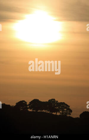 Chessington, Surrey, Regno Unito. 23 Sep, 2016. Il sole tramonta su alberi sulla collina a Chessington, Surrey alla fine di una giornata calda e soleggiata. Credito: Julia Gavin UK/Alamy Live News Foto Stock