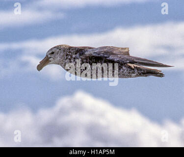 Argentina. 24 Febbraio, 2003. Un gigante del Sud petrel (Macronectes giganteus), noto anche come l'Antartico petrel gigante e il Gigante fulmar, vola sopra il Sud Atlantico off la punta meridionale del Sud America. Un grande uccello del sud degli oceani è in gran parte a un accettore. © Arnold Drapkin/ZUMA filo/Alamy Live News Foto Stock