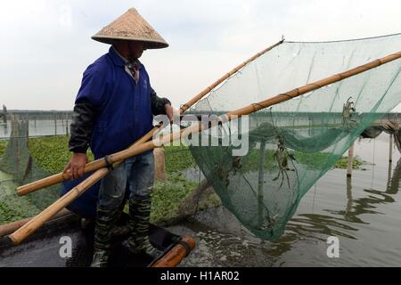 Suzhou. 24Sep, 2016. Un pescatore raccolti mitten cinese granchi sul lago Yangcheng a Suzhou, est cinese della provincia di Jiangsu, Sett. 23, 2016. Il 2016 stagione di raccolto per il cinese mitten granchi (Eriocheir sinensis) nel lago Yangcheng, una grande area di produzione, ha cominciato il venerdì. Noto anche come il grande sluice polpa di granchio, i cinesi mitten granchi sono favorite da molti buongustai amanti. © Xinhua/Alamy Live News Foto Stock