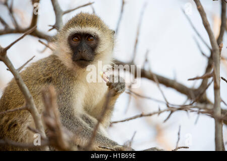 Vervet monkey (Chlorocebus pygerythrus) alimentazione Foto Stock