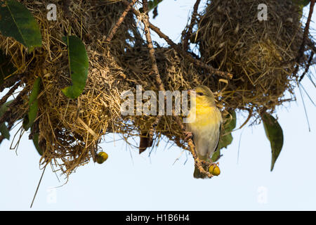 Minore femmina Tessitore mascherato bird (Ploceus intermedius) e nidi Foto Stock