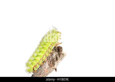 Io verde moth caterpillar con linea rossa, coperti di spine velenose. Foto Stock