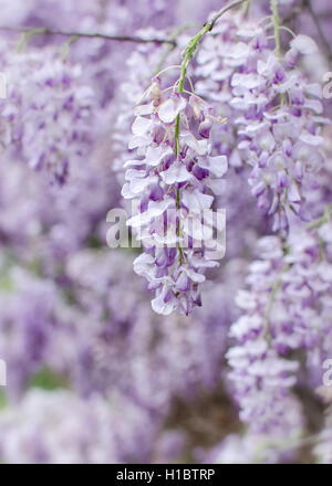 Il Glicine fiori che fioriscono in primavera Foto Stock