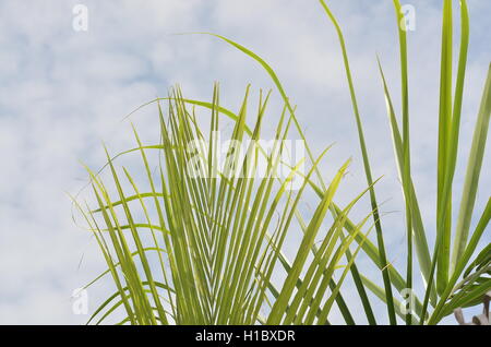Young, lush green palm leaves. Palm foliage against the sky. Foto Stock