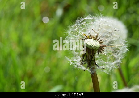 Semi di tarassaco Foto Stock