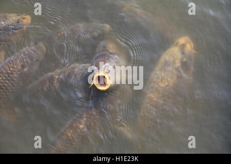 Carp il pesce con la testa fuori dall'acqua Foto Stock