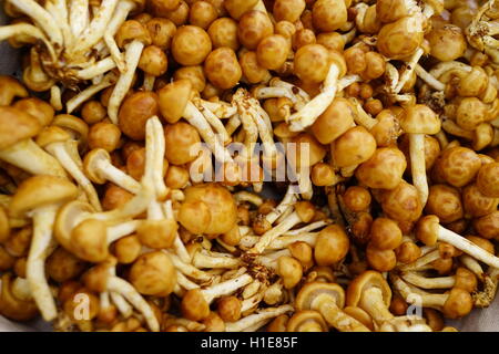 Foresta di funghi Nameko al mercato degli agricoltori nel vertice, NJ, Stati Uniti d'America. A volte chiamata "Toffee" fungo. Foto Stock