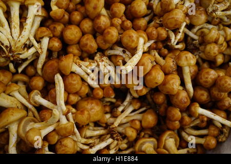 Foresta di funghi Nameko al mercato degli agricoltori nel vertice, NJ, Stati Uniti d'America. A volte chiamata "Toffee" fungo. Foto Stock