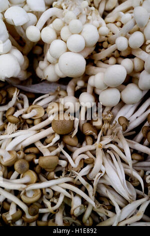 White Alba benna o hon-shimeji o faggio funghi al mercato degli agricoltori. Gruppo di funghi Foto Stock