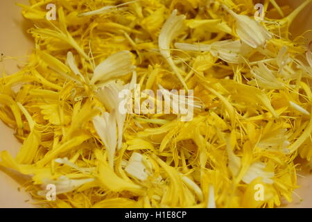 Caprifoglio prende il suo nome perché commestibile nettare dolce può essere aspirato dai fiori, questi sono stati foraged per la fabbricazione di gelato Foto Stock