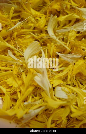 Caprifoglio prende il suo nome perché commestibile nettare dolce può essere aspirato dai fiori, questi sono stati foraged per la fabbricazione di gelato Foto Stock