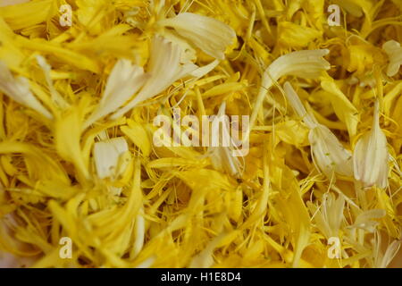 Caprifoglio prende il suo nome perché commestibile nettare dolce può essere aspirato dai fiori, questi sono stati foraged per la fabbricazione di gelato Foto Stock