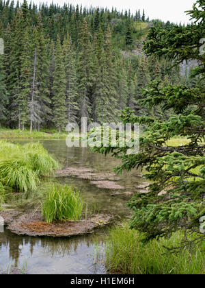 Abeti sono riflesse nel lago a ferro di cavallo, Parco Nazionale di Denali, Alaska, su un nuvoloso giorno. Foto Stock